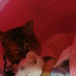 [<b>동행</b>세상] 지짐이와 학대고양이 은별이