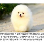 포메라니안(포메라<b>이언</b>)키우는 판녀들 있어??