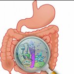 [다이어트] 마이크로바이옴 Microbiome 다이어트 작용 유인군균...