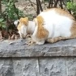 일베에 고양이 <b>학대</b>글이 올라왔는데 한 번만 봐주세요