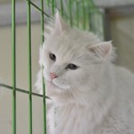 향기/터키쉬앙고라(장모)/<b>여아</b>(중성화완료)/2살  모든것이 두려운...