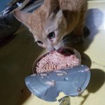 [EXO] <b>집</b> <b>앞</b>에 고양이 있어서 데리고 들어옴..