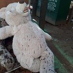 <b>심상</b>치않은 곰돌이 인형ㄷㄷ;;