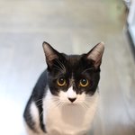 [퐁타네] 퐁타네에도 새해가 밝았습니다