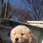 +)+) 나 어제 할머니 댁에서 한달반된 애<b>기강</b>쥐 데꼬왔어ㅠㅠㅠㅠㅠ