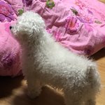 [EXO] 우리집개27)최<b>푸름</b> 짤털이 하고간다