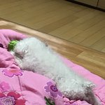 [EXO] 우리<b>집개</b>28) 그__녀으i__ㅉ ㅓ_는 뒷ㅌH__