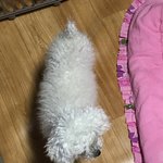 [EXO] 우리<b>집개</b>29) 이 시리즈는 언제까지 가냐