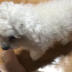 우리집개31) 3-4일에 한번씩 옴 옛날거는 우리집개 <b>서치</b>해서 보렴