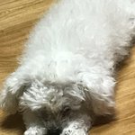 [EXO] 우리집개32)여기에 올린 후부터 사진을 <b>자주</b> 찍게 됐다