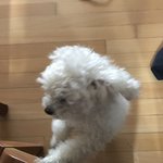 [EXO] 우리집개33) 마지막 안녕 다들 잘자고 <b>새해복</b> 많이 받아~~