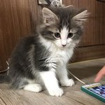 [EXO] 민석이가 키워보니까 고양이가 제일 좋대