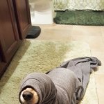 웃프지만 귀여운 <b>멍뭉이</b> 모음