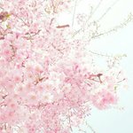 [댓글부탁해] 사라질 봄을 어떤 식으로 <b>설명</b>할 수 있을까?