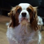 [코코토끼] 코코 와 토끼_ 코코의 2017 쫄보탈출 편..