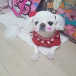 울아가 구블리 구<b>짱아</b>를 소개합니다