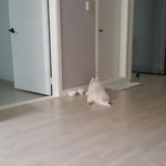 [강아지] 스피츠 볼리아리 올만에 왔어요~