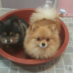 [강아지] <b>둘리</b>와 또치, 오늘은 목욕하는 날