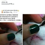 [EXO] 고양이이빨의진실