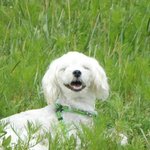 [강아지] 내게 온 <b>보물</b> 티즈와요티