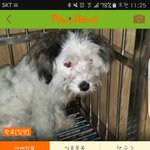 무더웠던 지난 여름 보호소 컨테이너 안에서 안락사를 기다리던 <b>아랑</b>이.