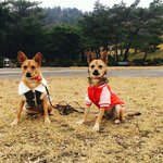 [동행세상] 부산개농장에서 구조한 4킬로<b>미만</b> 엘사와 로사