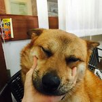[동행세상] 호박이에게 식용견의 삶이아닌 아닌 반려견의 삶을 살수있도록...