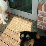 [동행세상] 아이가 태어나면서 군부대에 버리고간 닥스믹스 <b>곤이</b>.