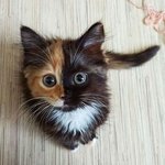 독특한 비주얼 타고난 냥이들