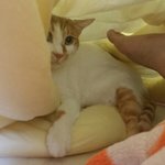 나의 동거남 <b>도칠</b>이 발마사지