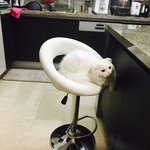 [고양이] 잘생긴 우리집 <b>미묘</b>고양이 하몽이!! 3