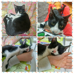 어느날 갑자기 길바닥으로 버려졌어요..ㅠㅠ