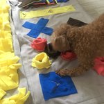 강아지 <b>노즈</b>워크