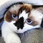 다리 짧아 더 미치게 하는 <b>먼치킨</b> ㅠㅠ