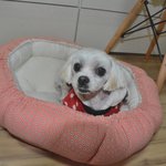 <b>한적</b>한 시골길에서 발견된 진웅이.. 가족을 기다립니다..