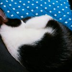ㅋㅋ우리집고양이<b>졸</b><b>귀</b>