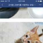어리둥절 무릎냥이 <b>둥이</b>입니다