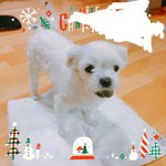 우리강아지 내꺼 훔쳐먹음
