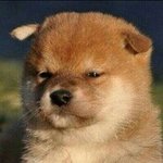 일본<b>성우</b> 얼굴 못보겠는사람 있어..?