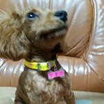 [방탄소년단] <b>요만</b>했던 홀리가