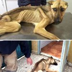 유기<b>견들</b>의 입양되기 전 vs 후