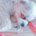 [EXO] 우리집공주기<b>엽지</b>