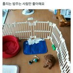 [방탄소년단] 민<b>홀리</b> 왜이렇게 빨리 컸니