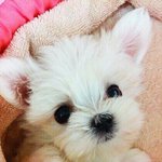 [조언부탁해] <b>예비</b>고1인데 조언 좀 부탁해