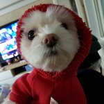[강아지] 뒤늦은 <b>산타</b> 코스프레ㅋㅋㅋ