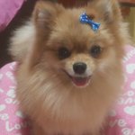 [강아지] <b>둘리</b>와 또치, 소소한 일상