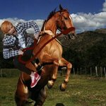 [방탄소년단] 김태형 승마하는 미공개 짤 뿌릴게 이삐덜