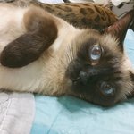 [고양이] 부부와 함께하는 동거묘 세마리 14 - 10,5,4