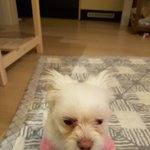 [강아지] 눈물<b>자국</b> 없애기좋은방법!!??