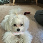 [강아지] 저희 아가들을 소개합니다(찹쌀&amp;모찌)